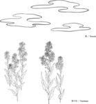 线描花矢量EPS