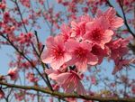 粉红樱花