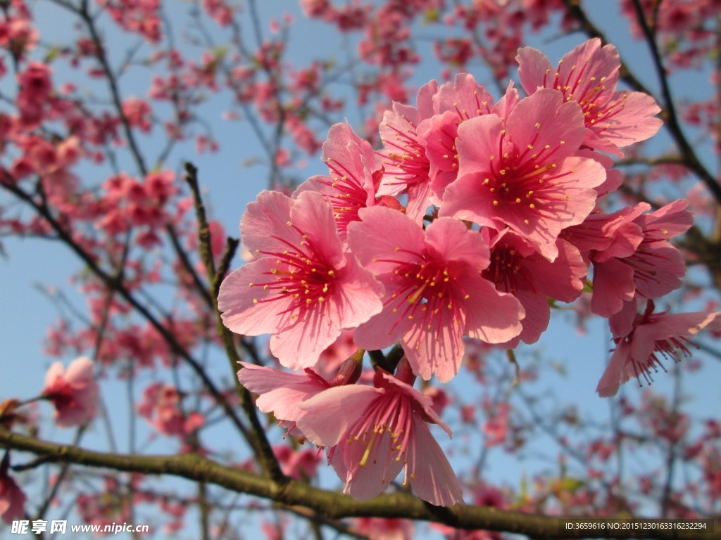 粉红樱花