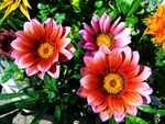 三朵花