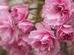 粉红花儿
