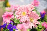 波斯菊
