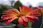 非洲菊 水滴