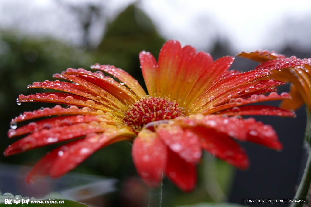 非洲菊 水滴