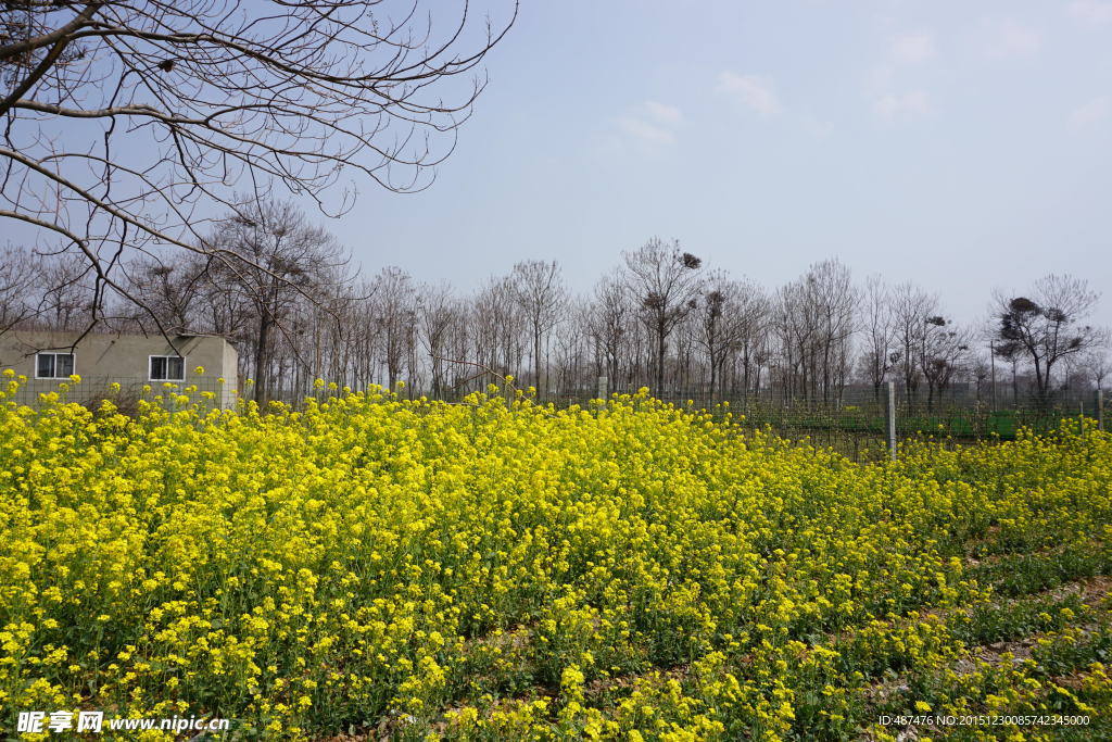 油菜花