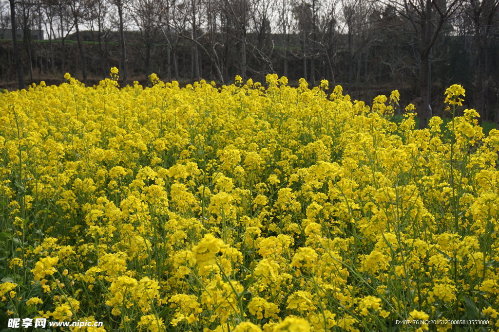 油菜花田地