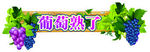葡萄熟了展板