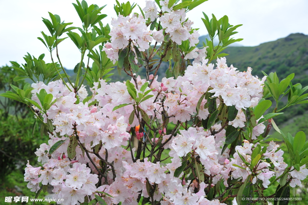 杜鹃花