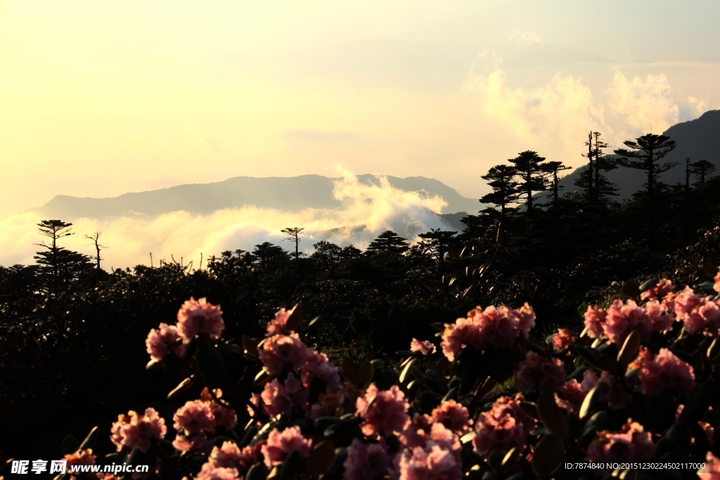 杜鹃花