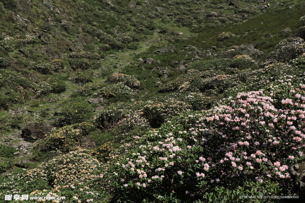 杜鹃花