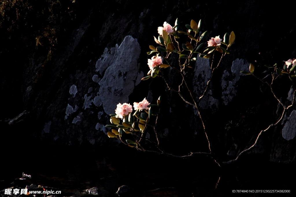 杜鹃花