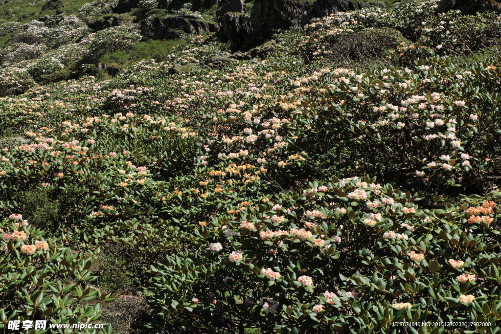 杜鹃花