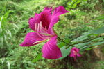 红花紫荆