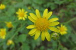 野菊