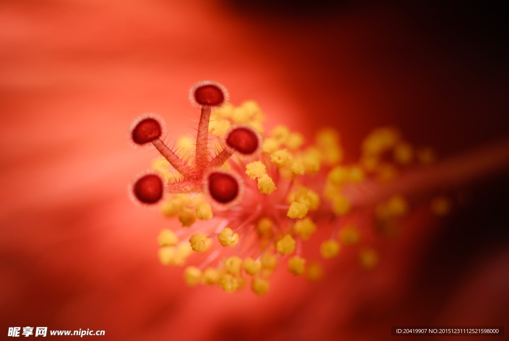 花蕊特写