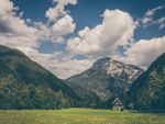 高山树林