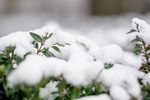 被雪覆盖的小树枝
