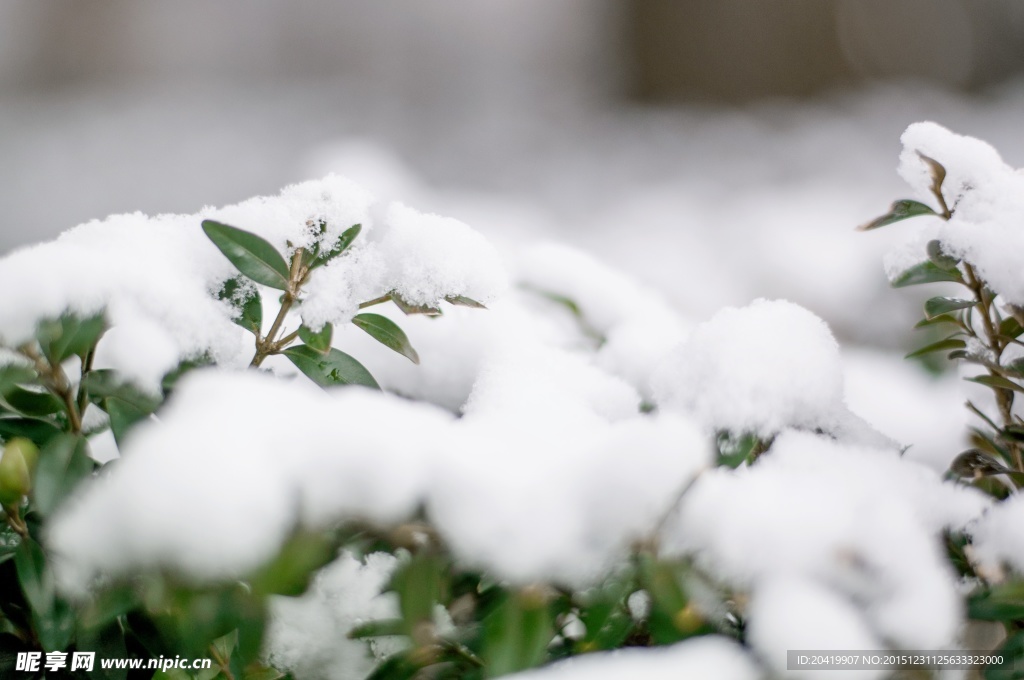 被雪覆盖的小树枝