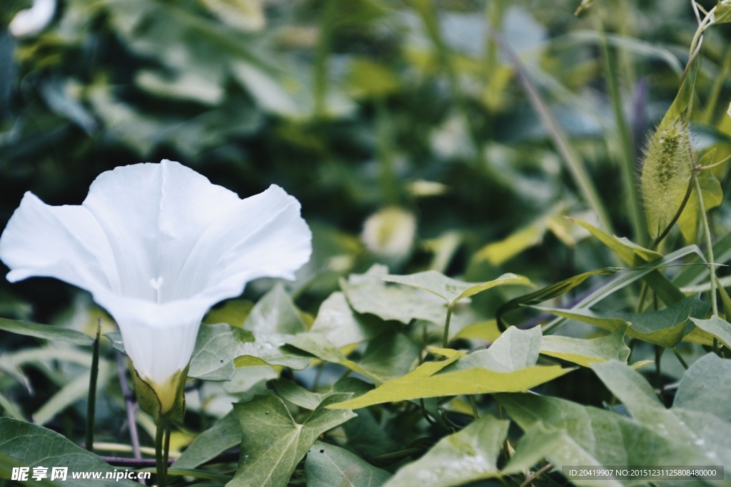 花草