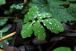 草叶上的露水
