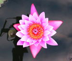 莲花