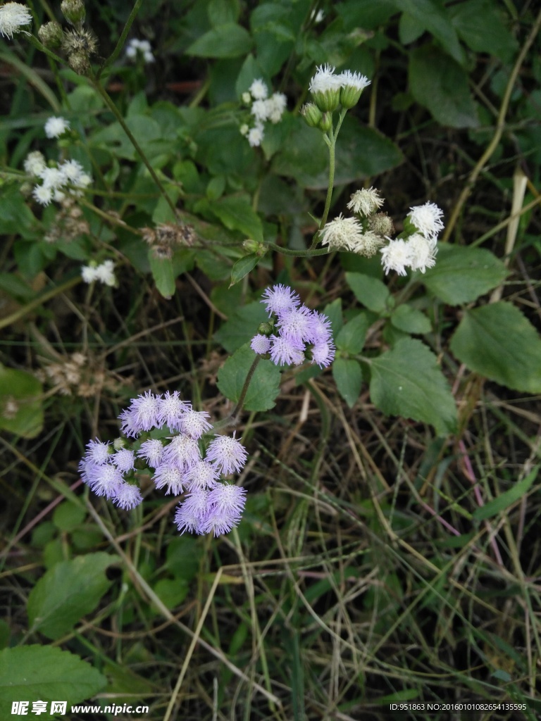 紫色小花