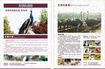 孔雀苑宣传单