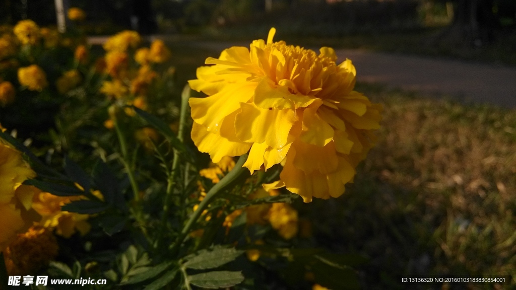菊花