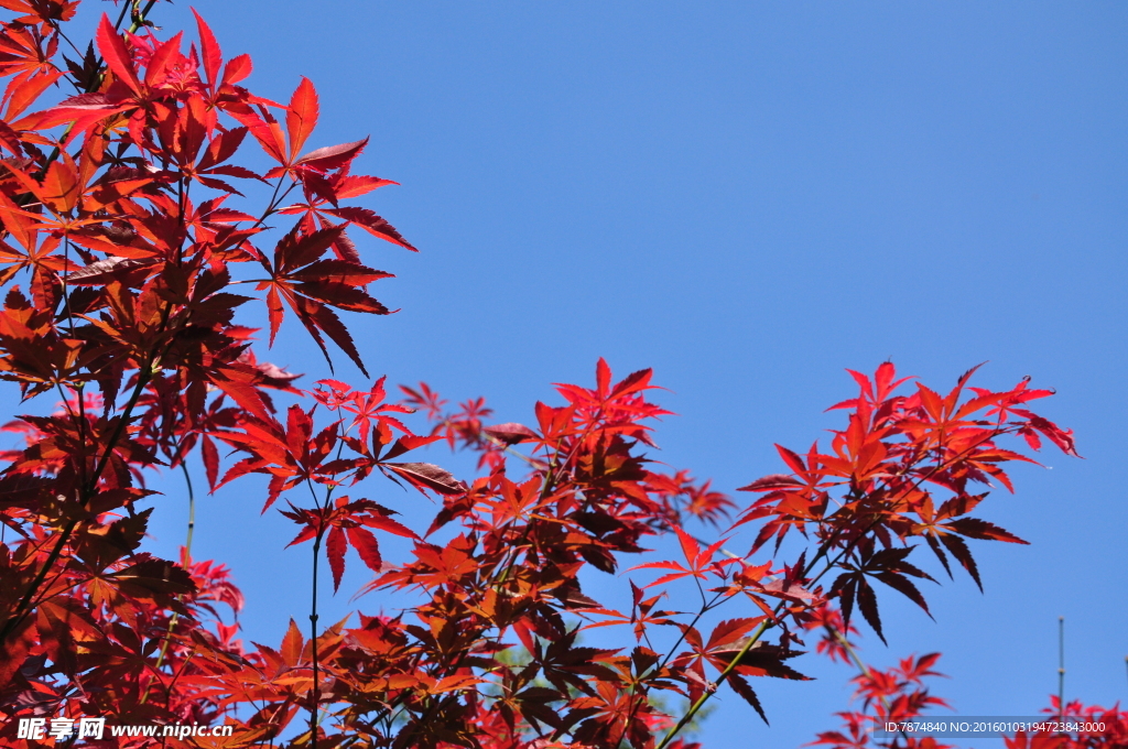 天平山枫叶