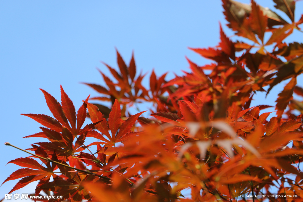 天平山枫叶