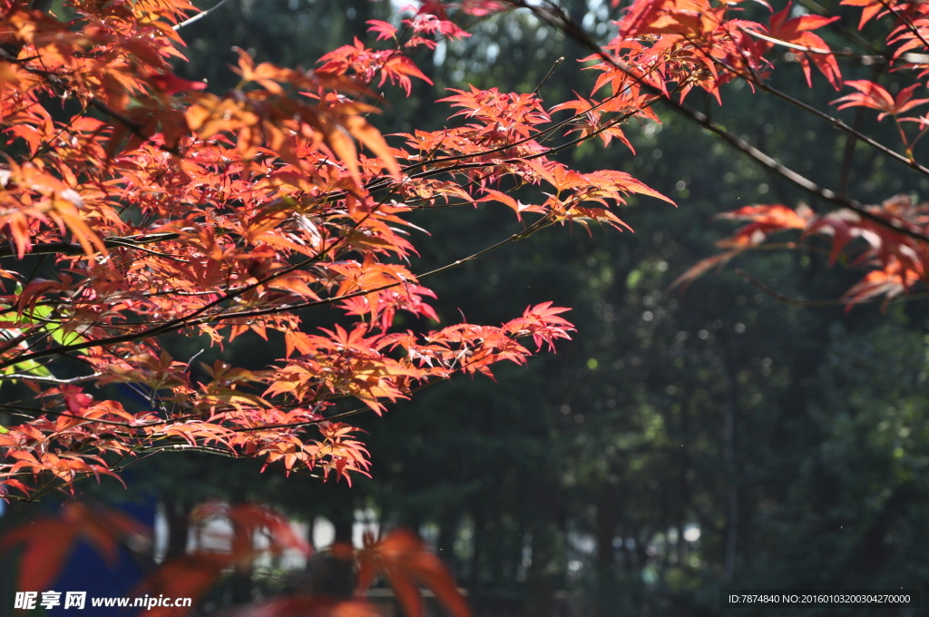 天平山枫叶