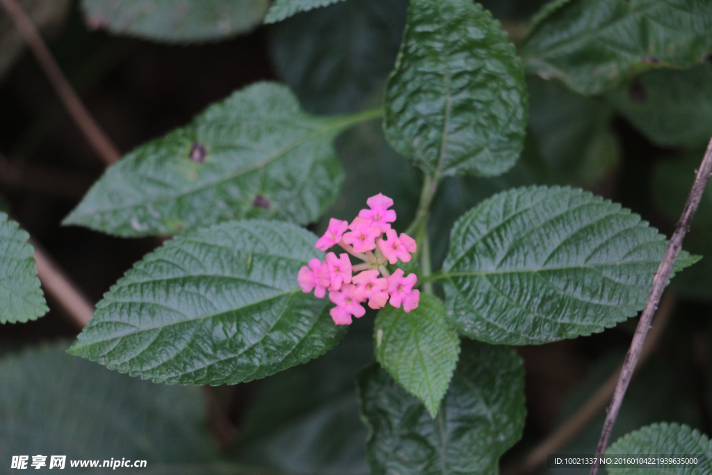 绣球花