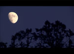 月亮 树梢