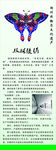 绫绢