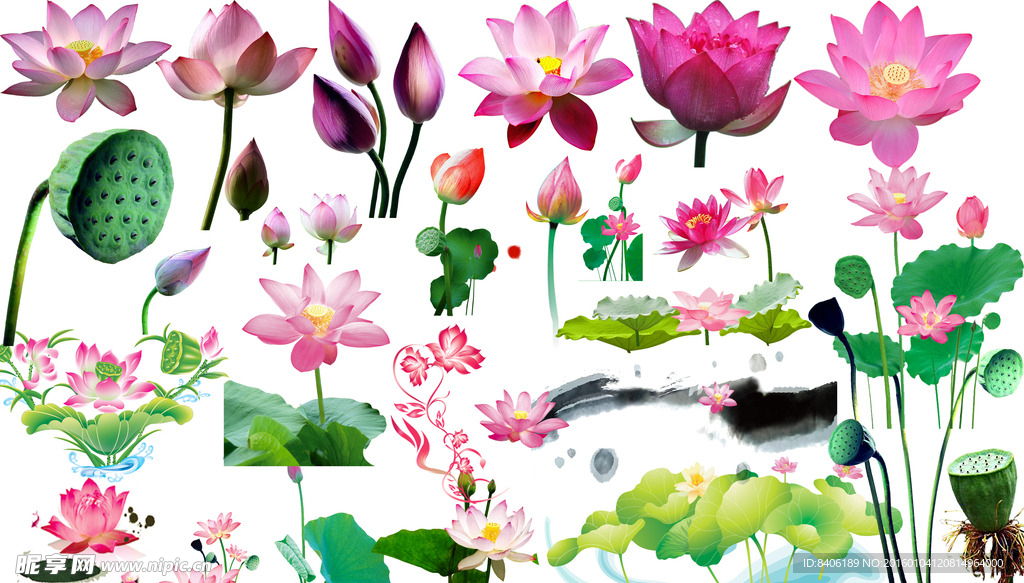荷花 莲花