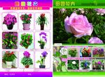 花卉宣传页