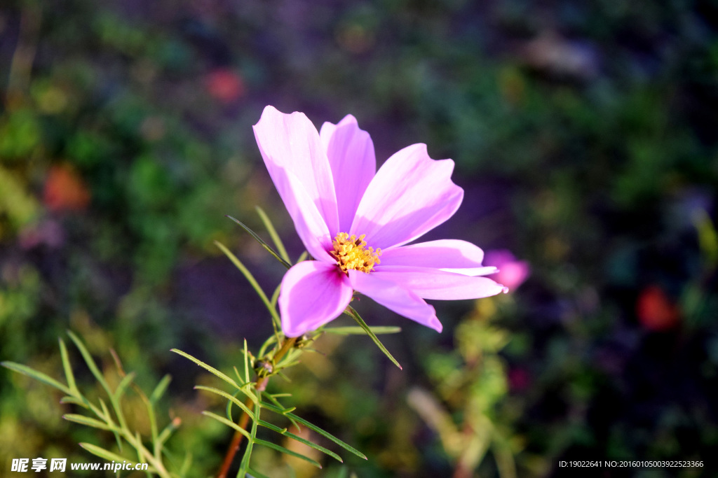 鲜花