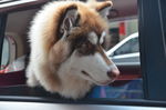 狗狗 阿拉斯加雪橇犬
