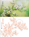 玉兰花白描图