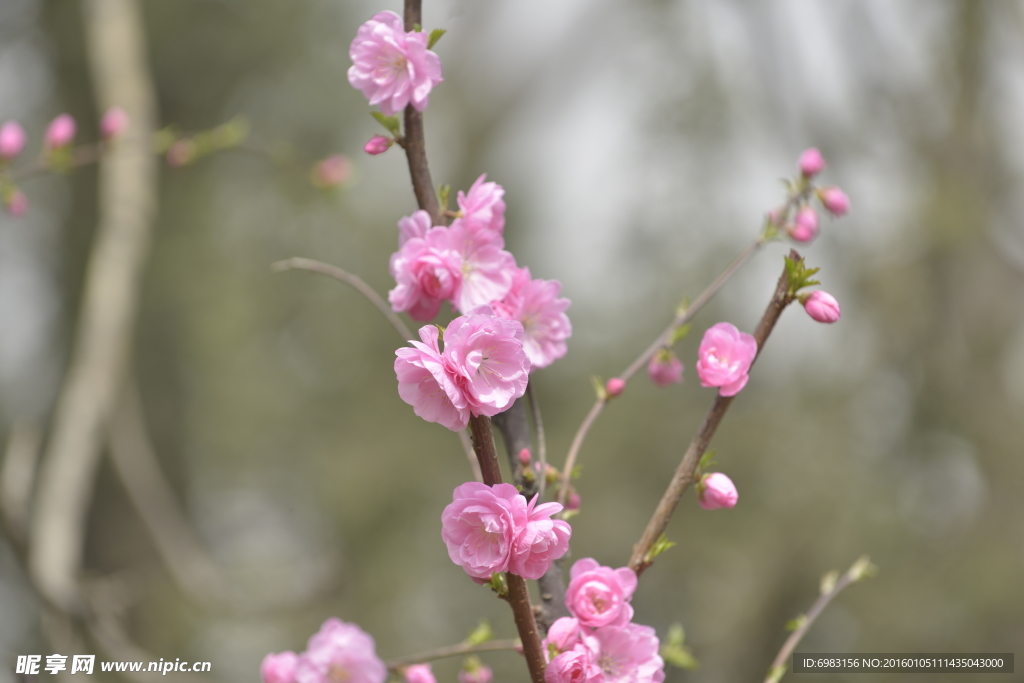 粉色梅花 梅枝  寒梅