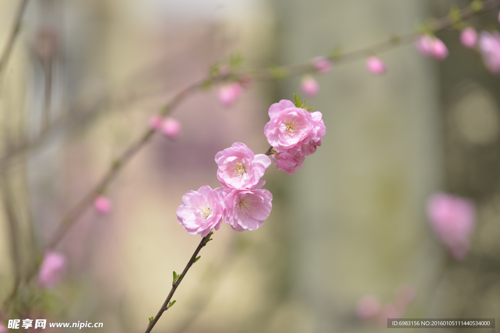 梅花 梅枝 梅花园 寒梅 粉色