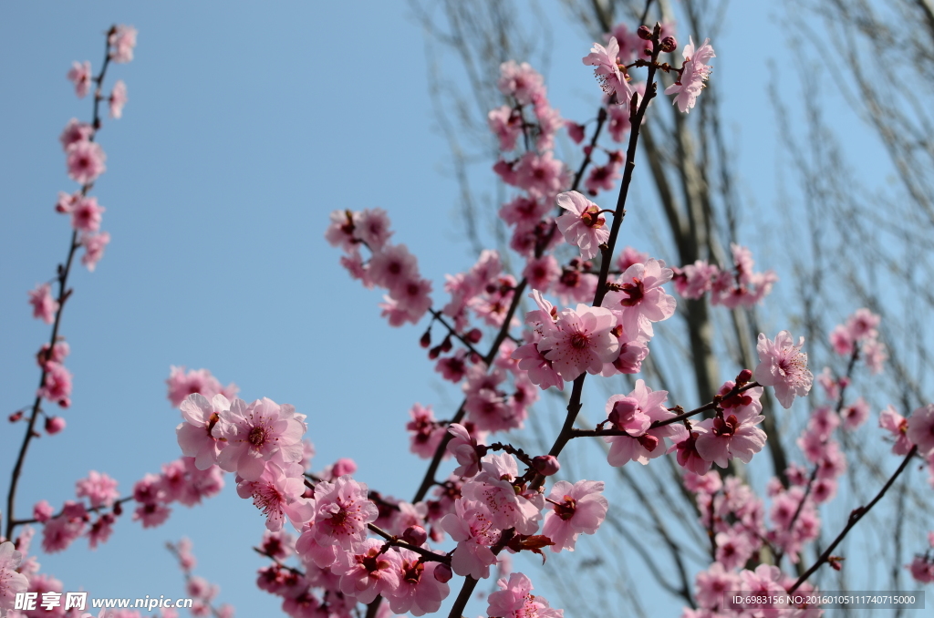梅花