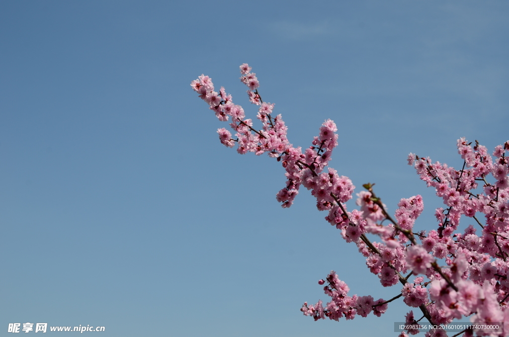 梅花 梅枝
