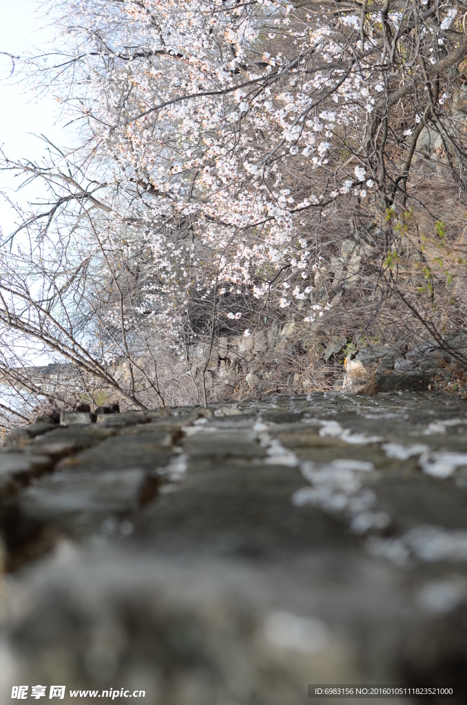梅花 石板路