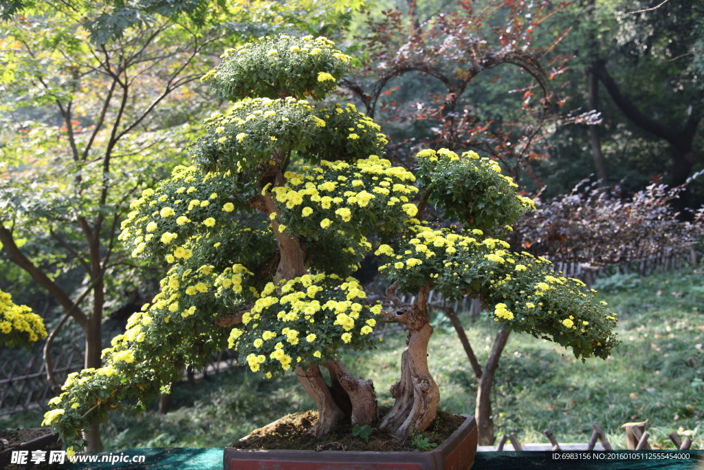 菊花