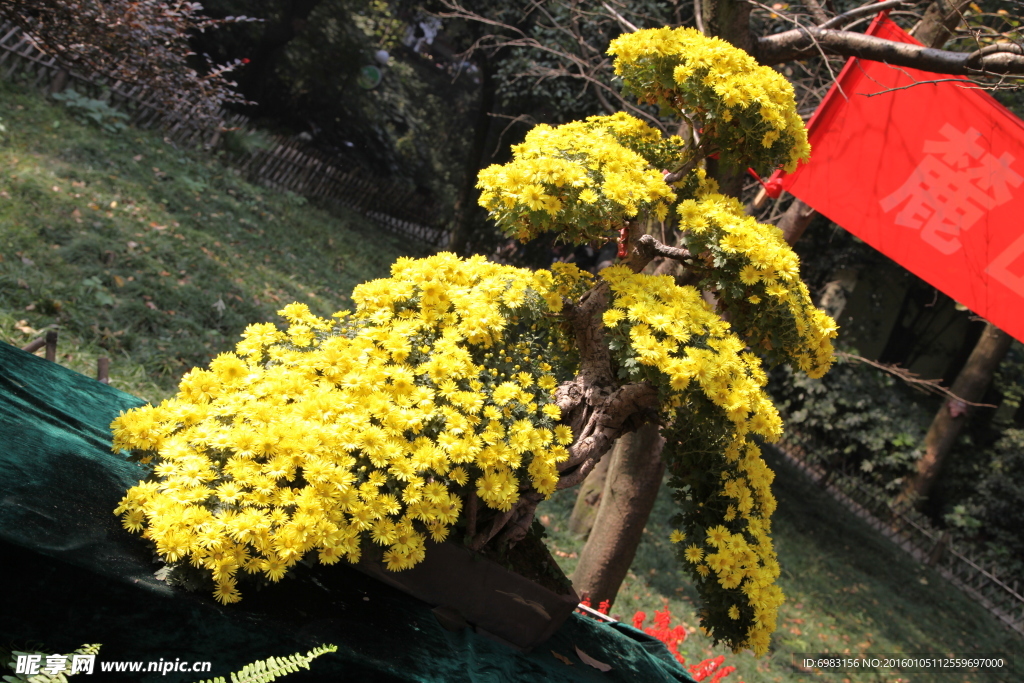 黄色菊花