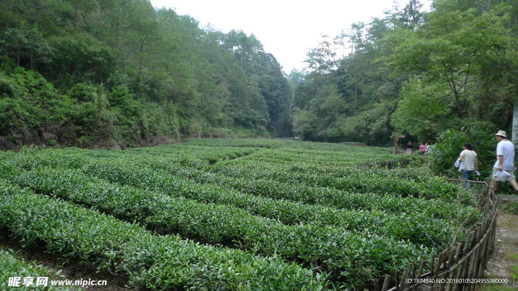 福建武夷山茶园