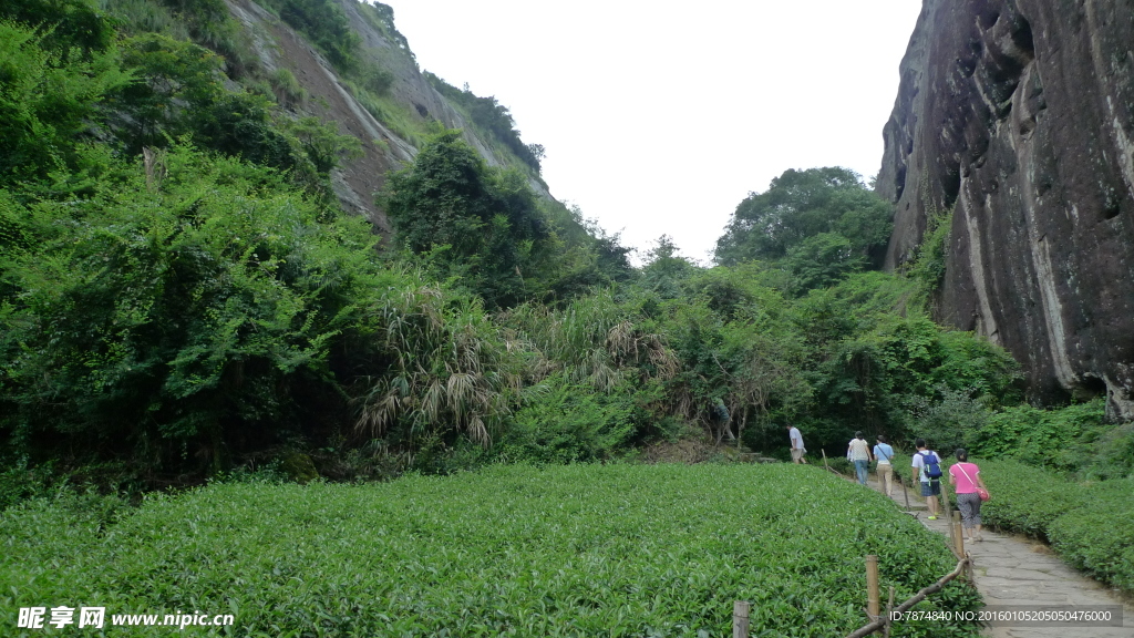 福建武夷山茶园