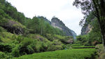 福建武夷山茶园