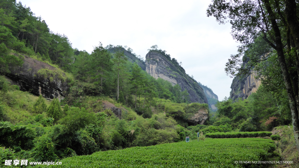 福建武夷山茶园